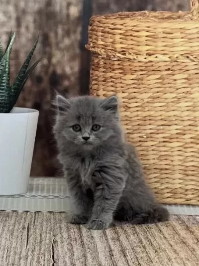 British Longhair Safkan Yavrularim