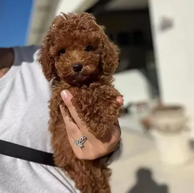 İrk Garantili Toy Poodle Yavrulari