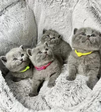 British Shorthair İrk Garantili Yavrularim