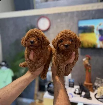 Harika Teacup Toy Poodle