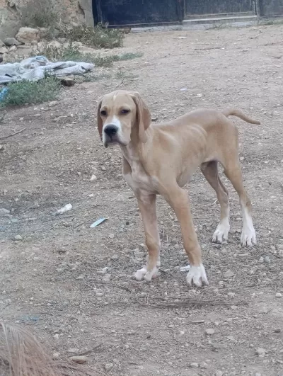 2 Ve 4 Aylık Solit Pointerlar