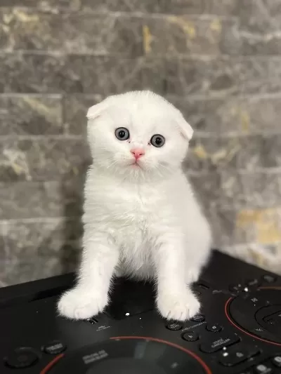 Scottish Fold Mavi Gözlü Yavrularim