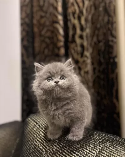 British Longhair Sevimli Yavrularim