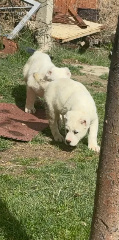 Dev Alabai Yavruları