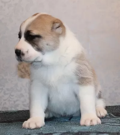 Bu Yavruları Kaçıran Pişman Olur