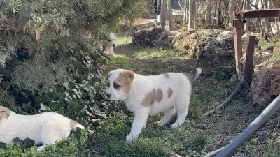 Türkiyenin En Güzel Alabai Yavrulari