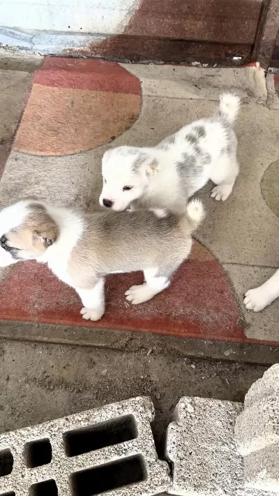 A Kalite Alabai Yavrulari