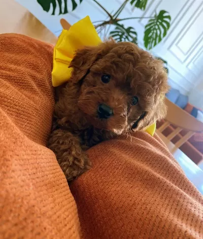 Show Kalite Arayanlara Toy Poodle Yavrular Wc Eğitimli