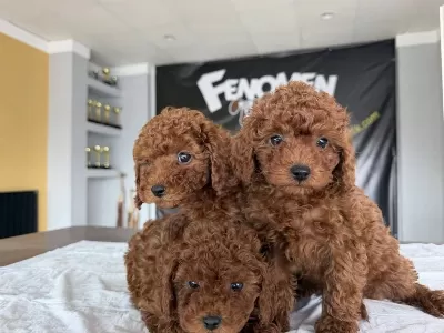 Yılın En İyileri Ret Brown Toy Poodle Yavrular Hazır Ank