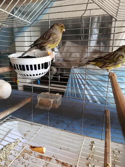 Takım Gloster Kanarya
