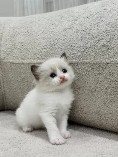 Ragdoll Yavru Kediler