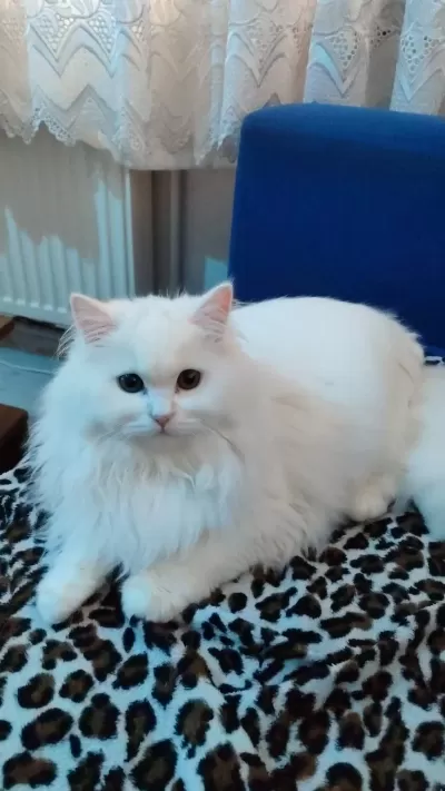 Kedimiz Pamuğa Aile Arıyoruz