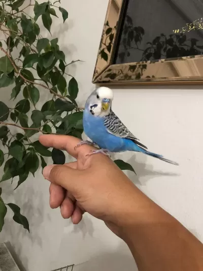 Yarı Evcil Erkek Muhabbet Kuşu