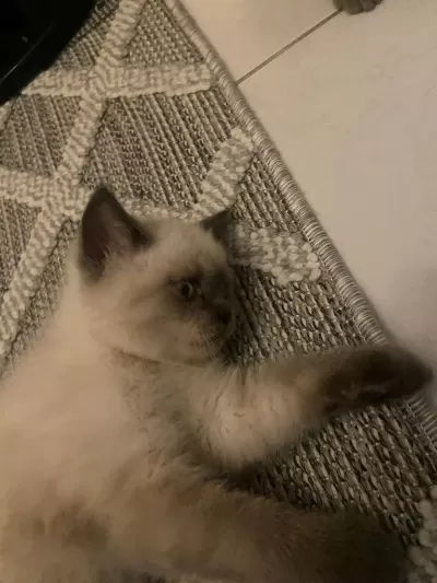 2 Aylık Safkan Blupoınt Oglumuz Kedimiz