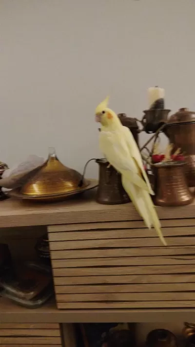 Kaliteli Disi 1 Yasinda Sultan Papağanı