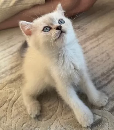 Erkek Yavru Kedimizi Sahiplendireceğim