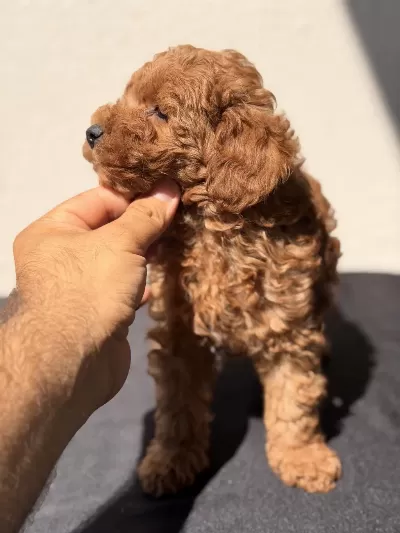 Sağlıklı Toy Poodle Bebekler