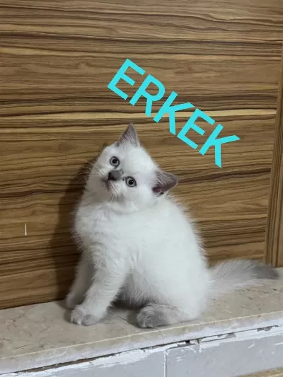 2 Aylik British Ve Scottish Bluepoint Shorthair Yavrular