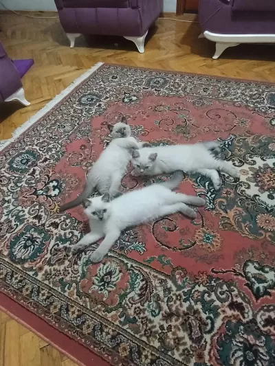 2 Aylik Yavru Kedimiz Rezerveye Acık 1 Erkek 1 Dişi