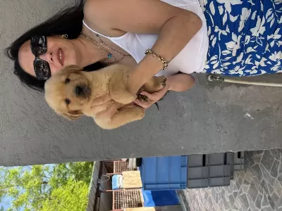 Golden Yavrularım Sağlık Ve İrk Garantilidir