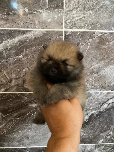 Orjinal Ayı Surat Pomeryan Bo Yavrular