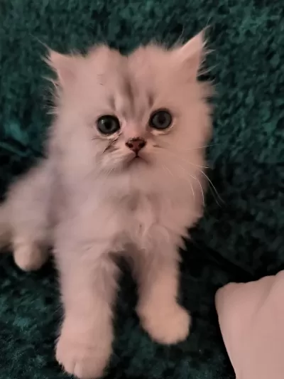 British Longhair Erkek Yeni Evini Arıyor