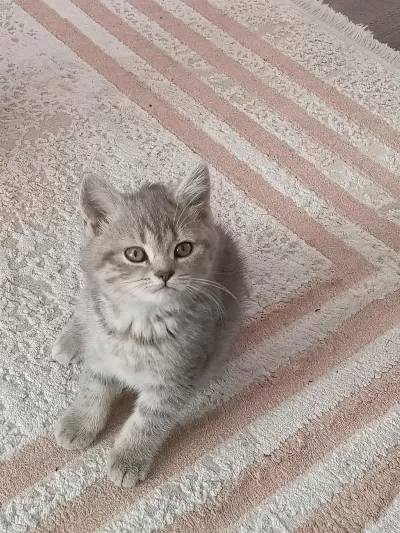 British Shorthair 3 Aylık