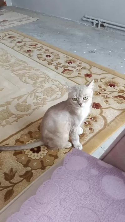 Kendini Sevdiren Yanınızdan Ayrılmayan Kedimiz