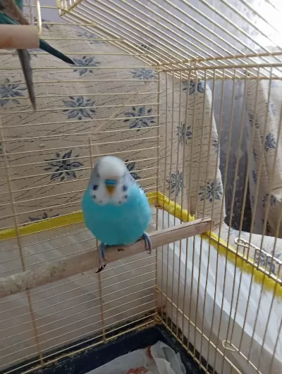 3 Aylik Çek Muhabbet Yavrulari Ve Babalari