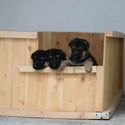 Alman Çoban Köpeği Yavrulari