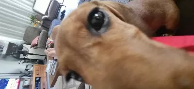 Dünya Tatlısı Dachshund Kızımız