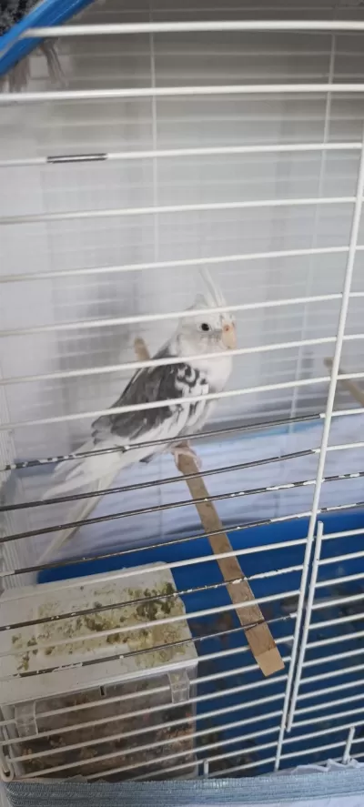 Satılık Sultan Papağanı