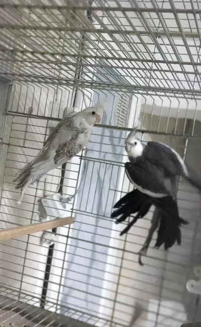 Genç Takım Ve Lutino Dişi Sultan Papağanlar