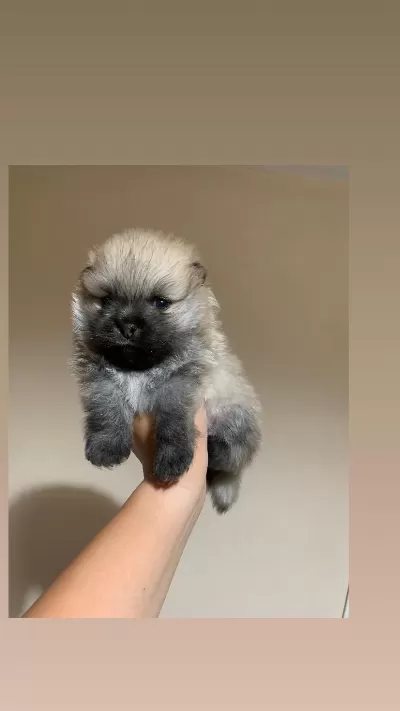 Teacup Pomeranianboo Erkek Bebeğim