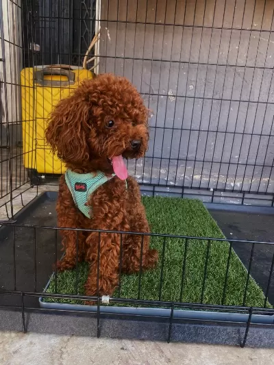 Poodle Oğluma Eş Arıyorum
