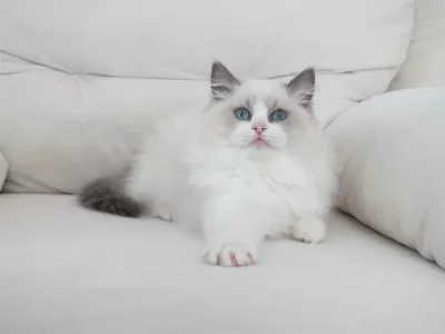Full Şecereli Ragdoll Yavruları