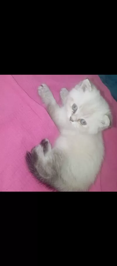 British Shorthair Güzel Yavrum