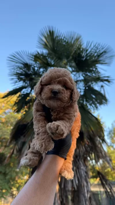 Show Class Kore Maltipoo