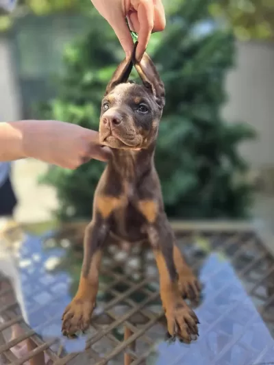 King Doberman Erkek Yavrumuz