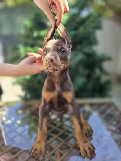 Ev Doğumlu, King Doberman Kızıl Erkek