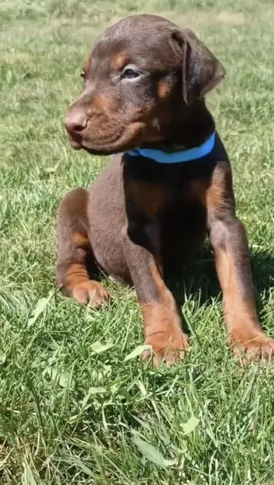 A Scrli Rezerveye Açik Doberman Yavrular