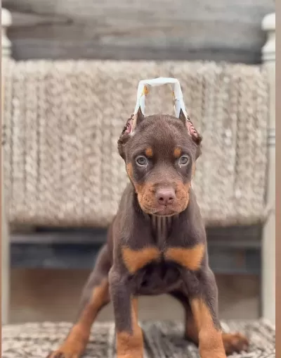 Kızıl Erkek Efsane Doberman Yavrumuz