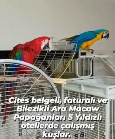 Harika Ara Macaw Papağanı