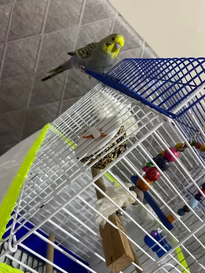 8 Aylık Muhabbet Kuşu