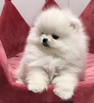 Pomeranian Boo Dişi 3 Aylık