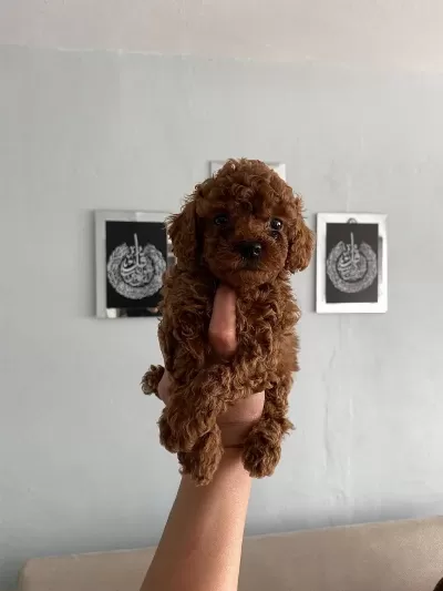 Toy Poodle Yavrular Orijinal Ev Doğumlu