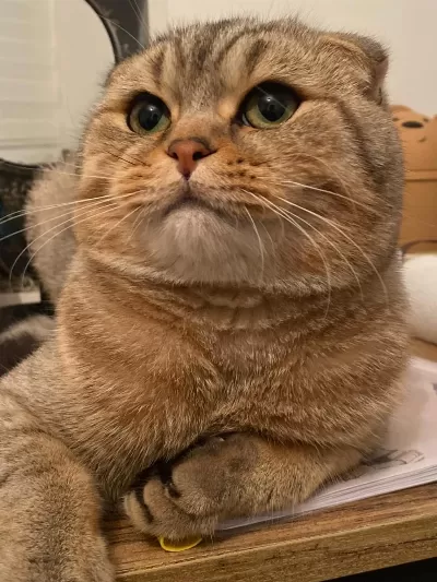Sağlıklı Scottish Fold Erkek