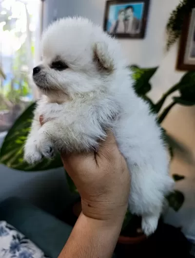 Pomeranian Boo Erkek Ve Dişi Yavrularımız