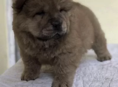 Çin Aslani Köpeğimiz