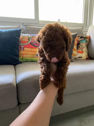 Toy Poodle Yavrularım Orijinal